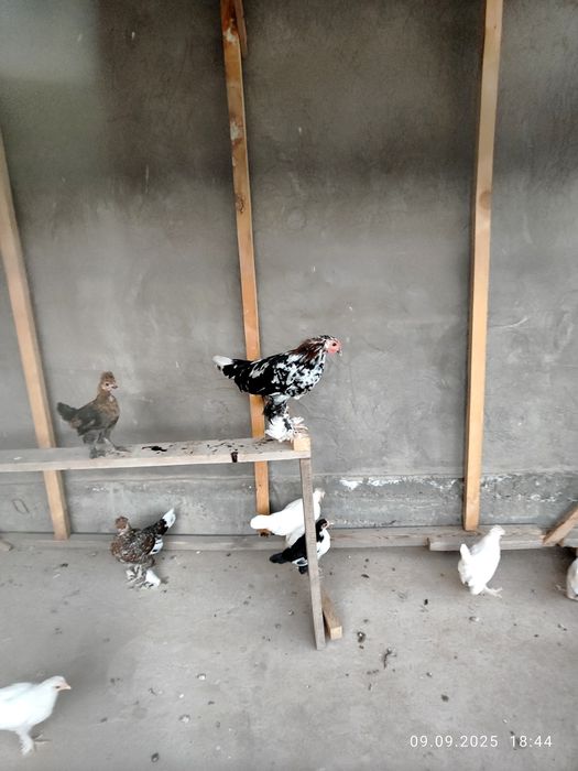 Япон товук хурозлар декларативный оегида патли чиройли пародалиси