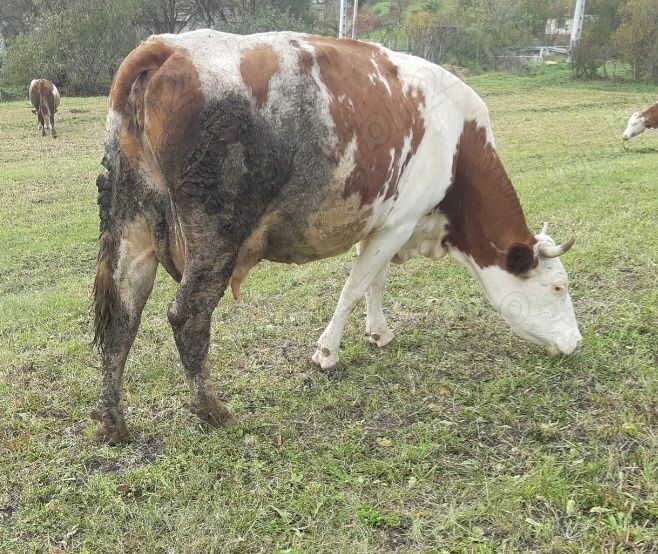 Vînd 2 vaci una de 6 ani și una de 2 ani