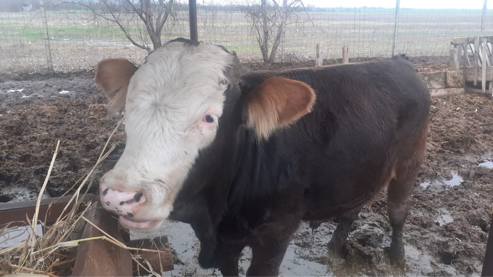 Vand carcasa de vitel