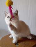 British Shorthair White Tabby  Elado