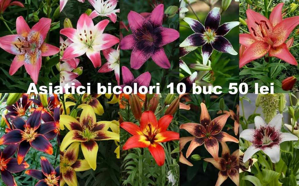 Bulbi de crini diverse soiuri