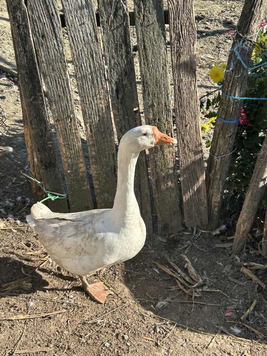 Pereche gaste frumoase