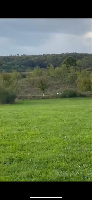 Teren Intravilan Bârsau Hunedoara 5400 mp