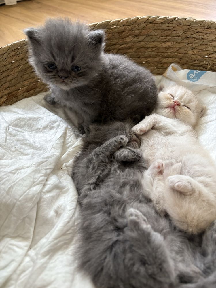 Персийски котета