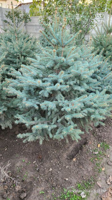 Премиум голубая ель colorado spruce голубая арча ел goluboy archa el