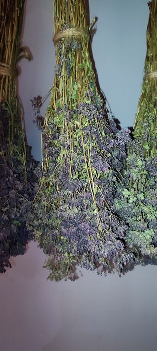 Душица травы разные