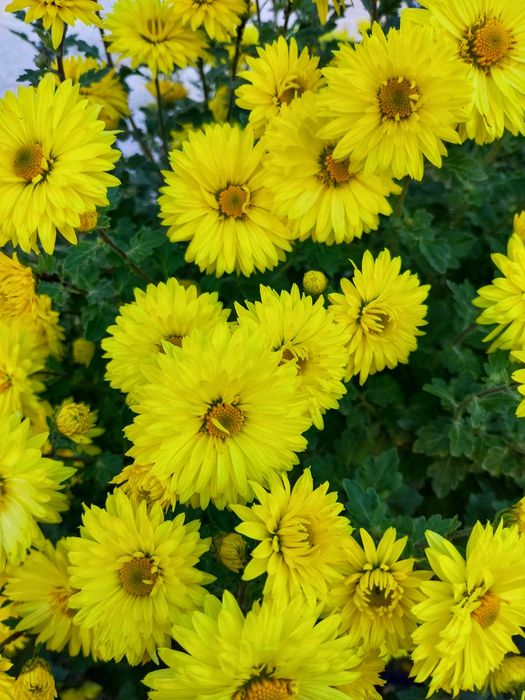 Жълти хризантеми