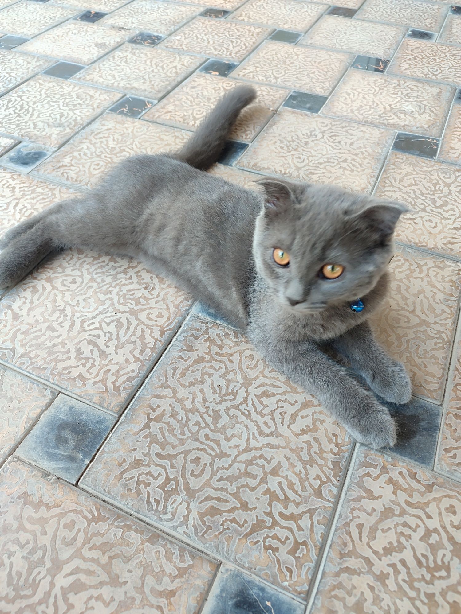 Скоттиш фолд шотландские сотилади