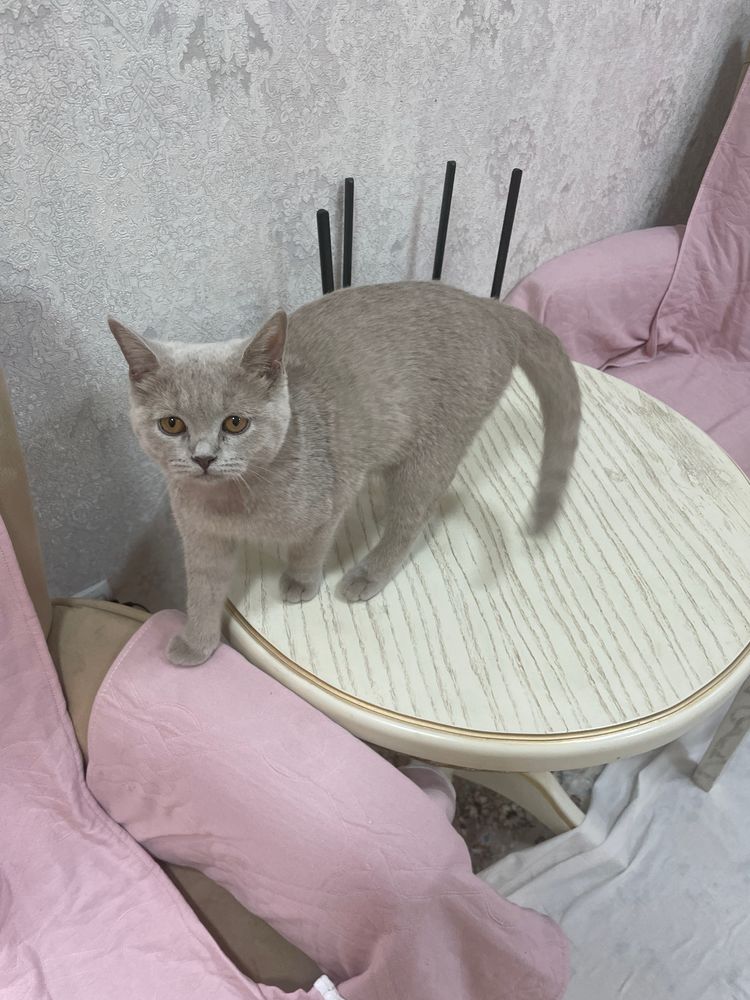 Британская кошка