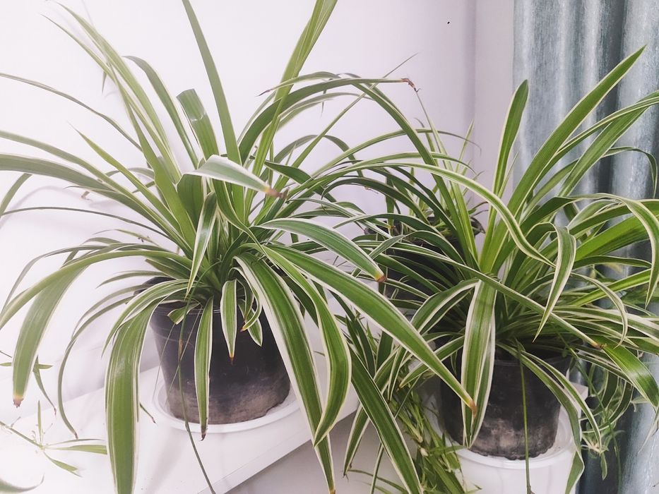 Комнатное растение хлорофитум