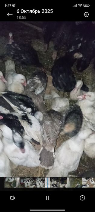 Урдаклар сотилади 4ойлик катта катта