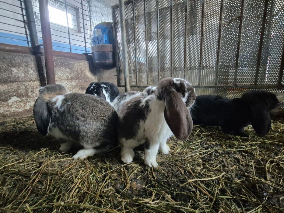 Vând iepuri berbec german