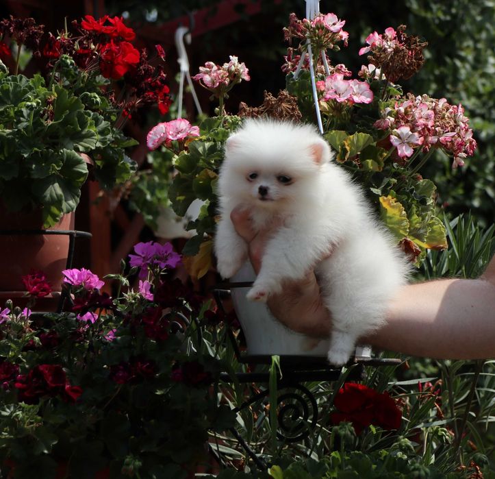 Pomeranian alb cu pedigree FCI