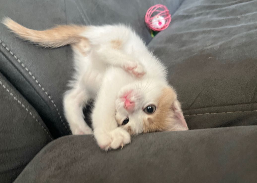 Котёнок в добрые руки ( мальчик)