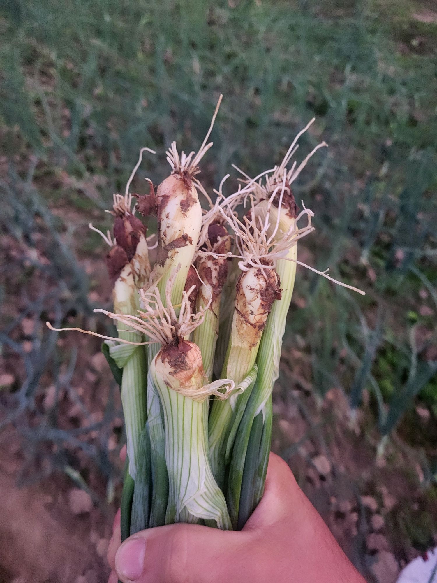 De vânzare ceapa verde