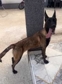 Femela ciobanesc belgian malinois