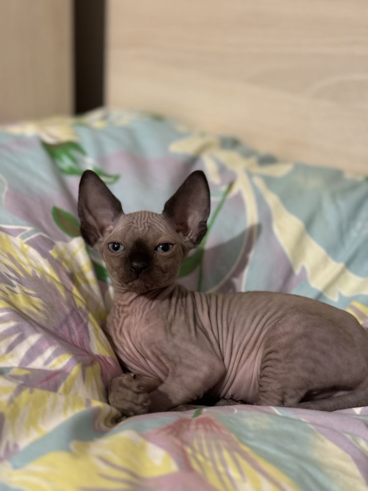 Pui pisica Sphynx fetita