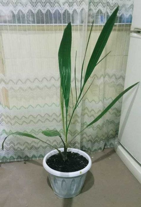 Продам. Красивые финиковые пальма. Для любителей парных цветов.