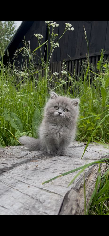 Pui British Longhair