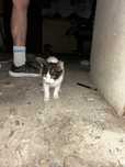 Pisoi de adoptat
