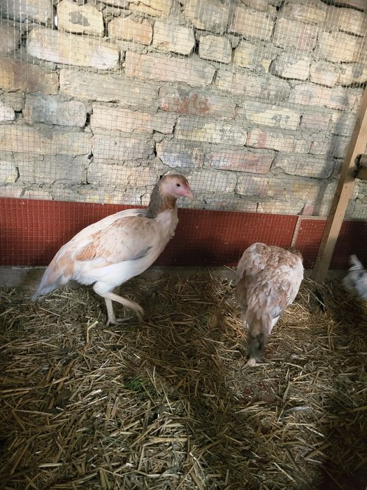 Срочно продаётся хорошие здоровье куры