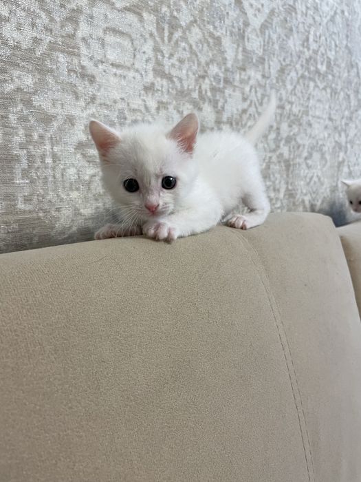 Отдам очаровательных котят