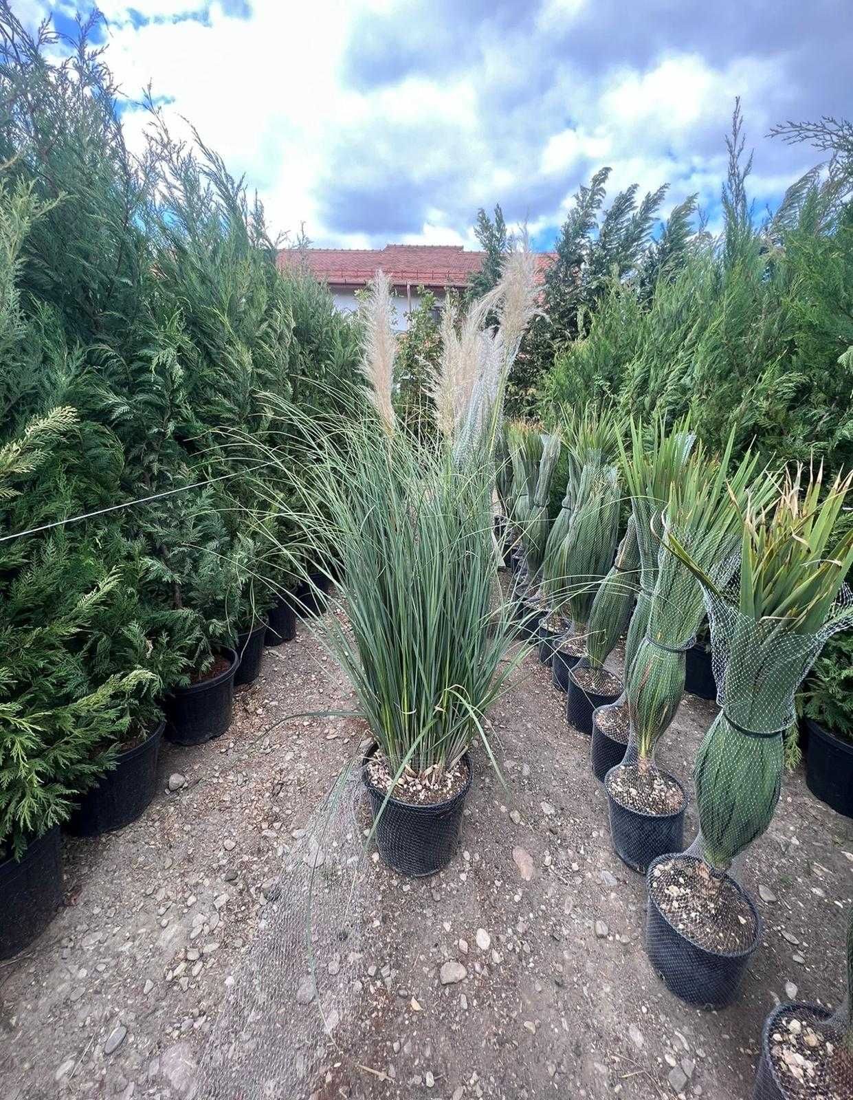 Plante ornamentale premium pentru un spațiu verde impecabil!