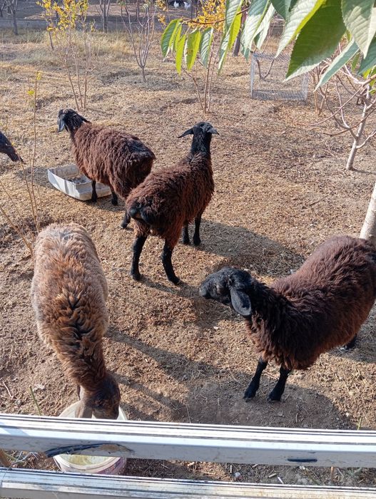 Жыватное баран кой