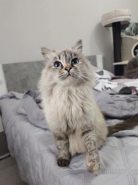 Отдам в добрые руки кошечку