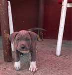 Pui de câine disponibili, sănătoși, cu carnet, 1M + 4F