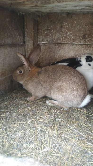 Iepuroaice tinere pentru monta