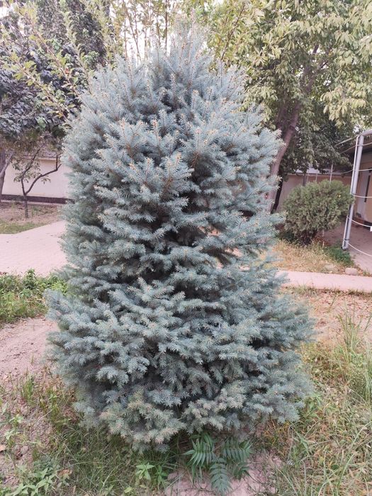 Арчалар Голубой Ел Италиянский срочно сотилади