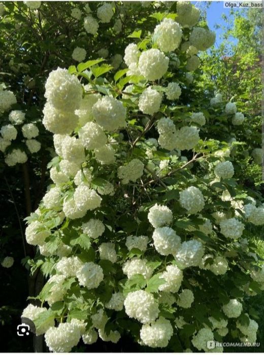 Цветы огородные и горшочные.