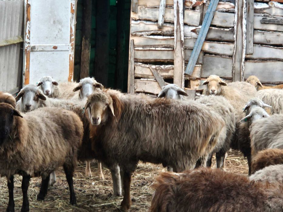 Продам крупного қошқара 2 года