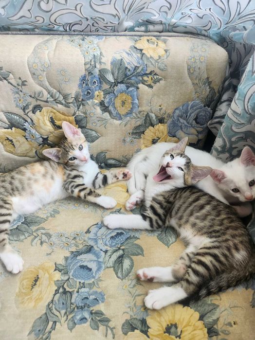 Бенгало Сфински котки