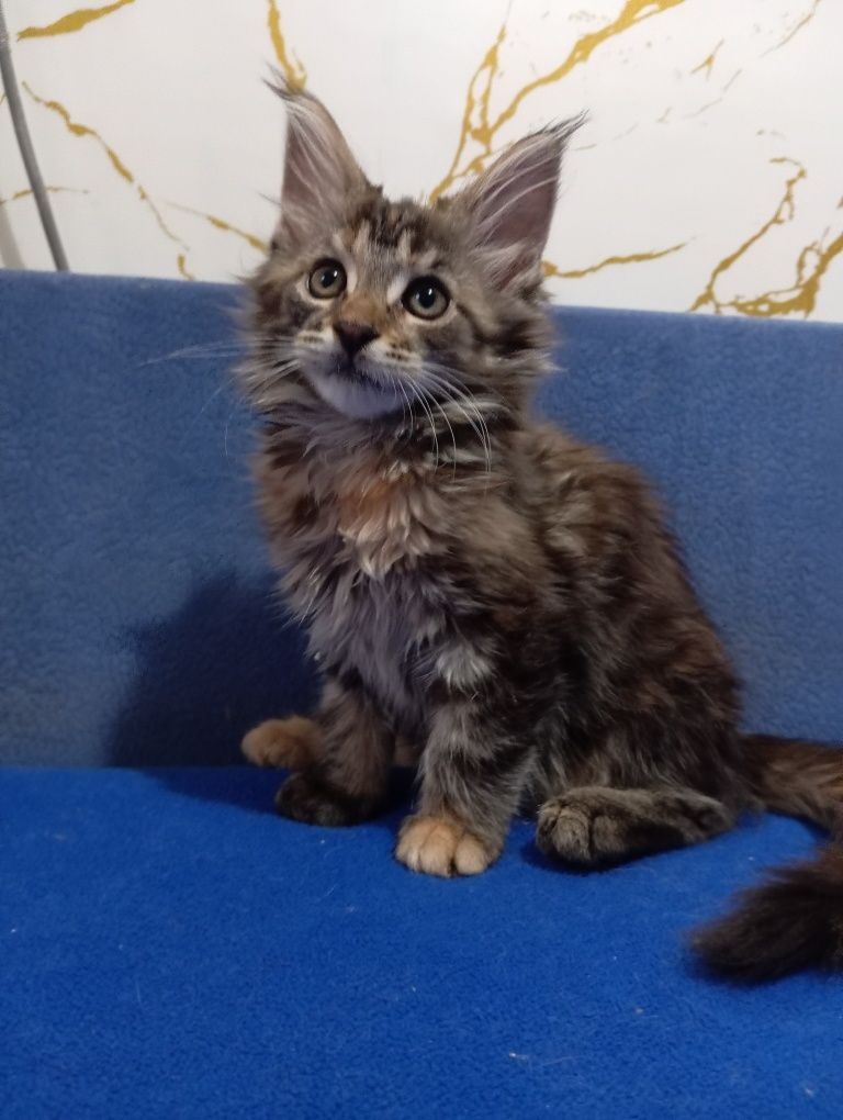 Котята породы Мейн Кун
