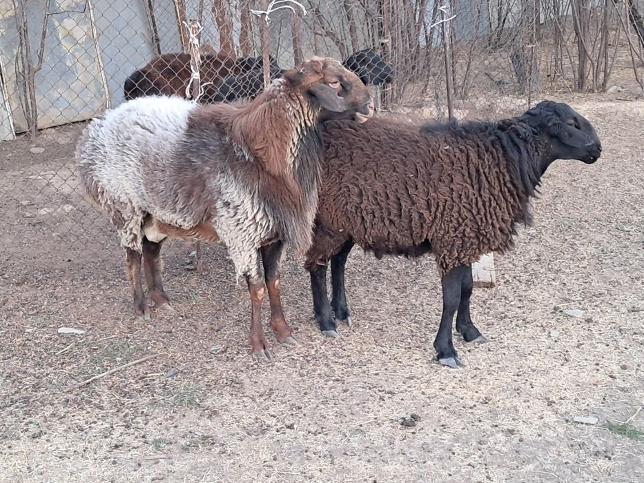 2 бас Кошкарлар бар