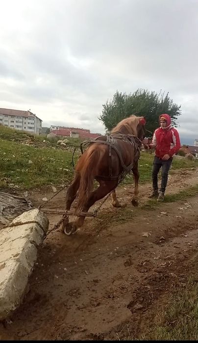 Vând armăsar de 2 ani