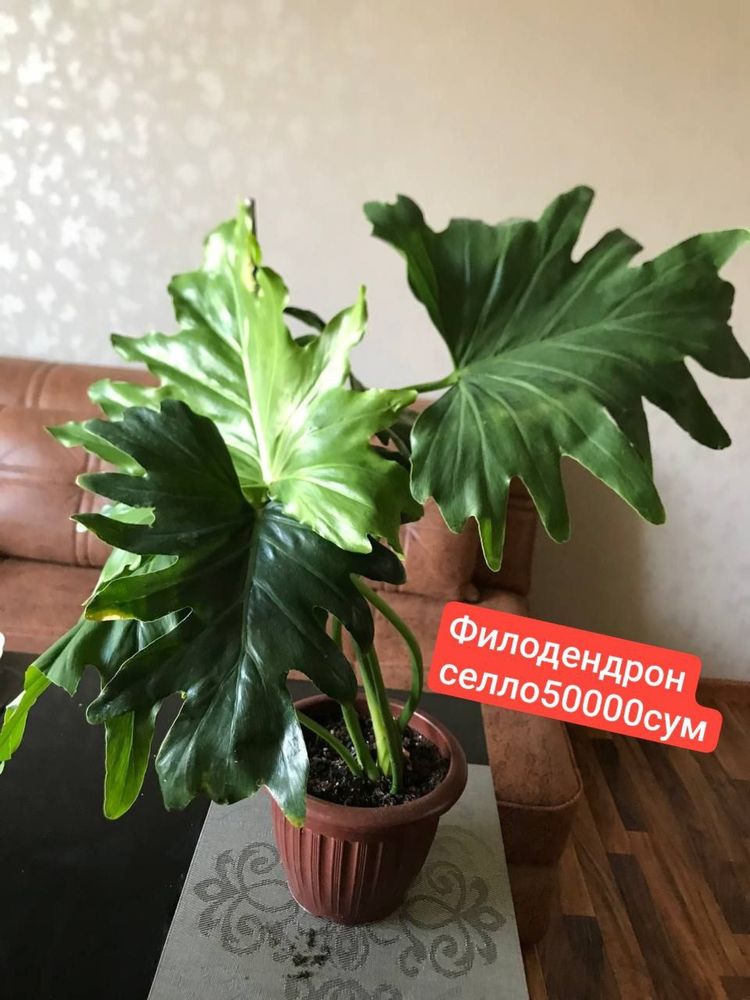 Продаю излишки комнатных цветов
