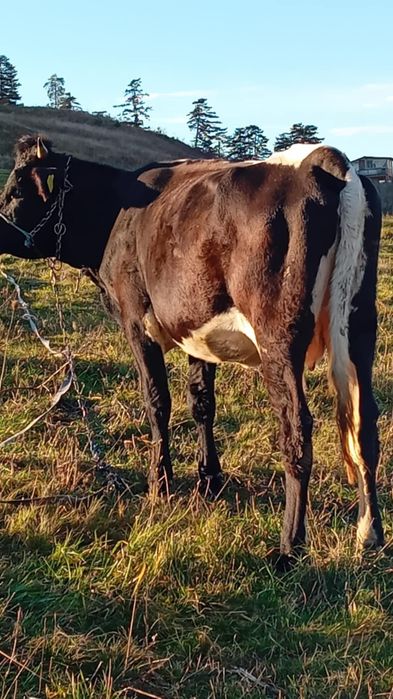 Vînd vacă de 3 ani gestantă în 8 luni
