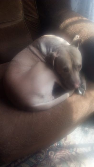 Продам собаку пит буль девочка