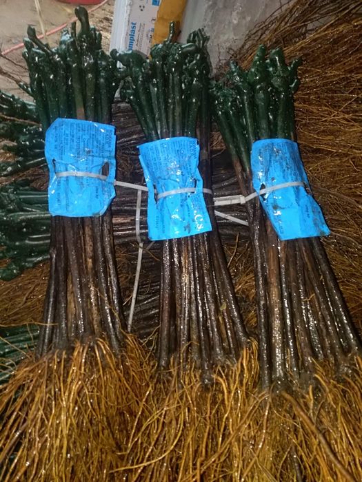 Butasi vita de vie anul 2 și anul 3