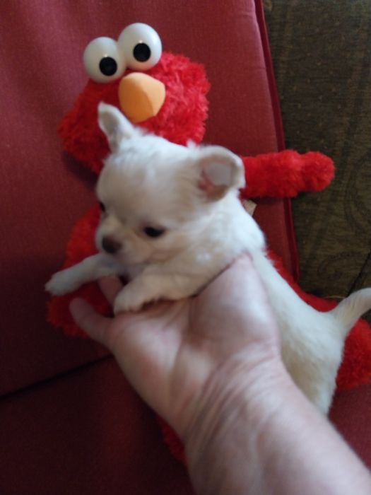 Свободни чихуахуа