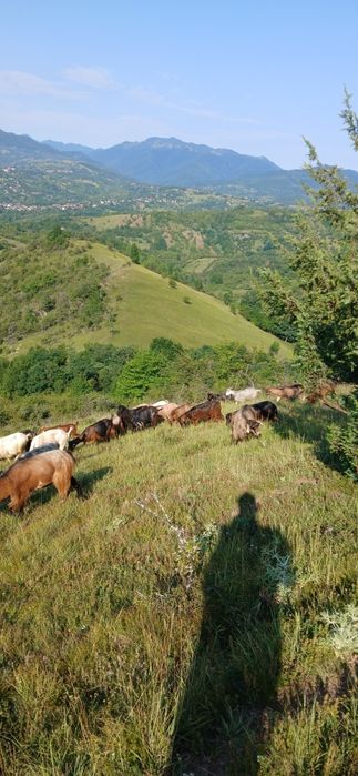 De vânzare 130 de capre sau schimb cu vaci