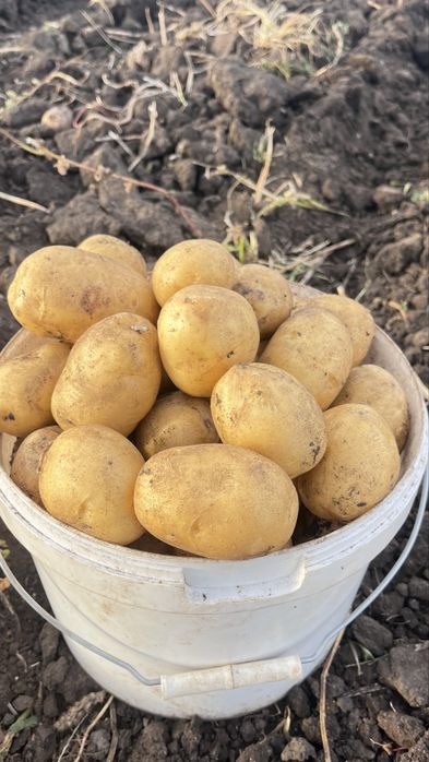 Картофель гала