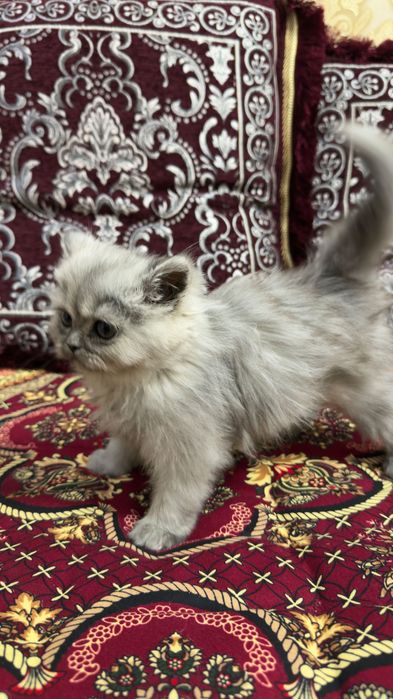 Серебристи хейланд киз бола мушук