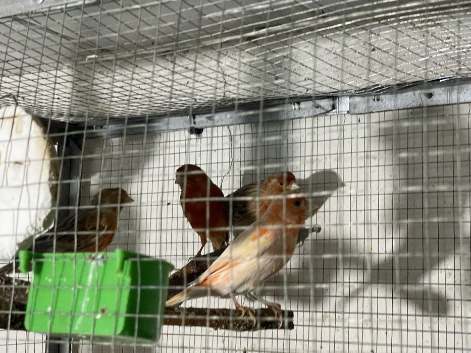 канарейка мода чорный красный мазайка