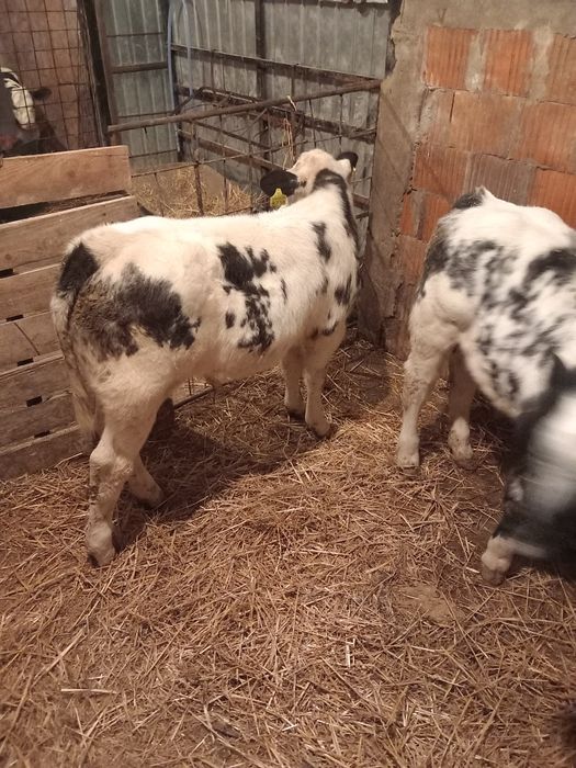 Vând doi viței belgieni