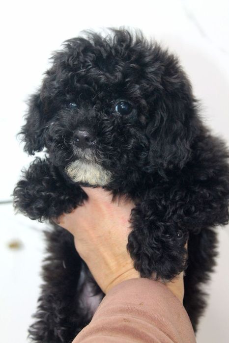 Мальтипу порода ..