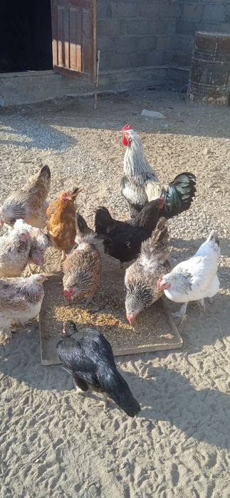 Ірі крупный тауықтар сатылады